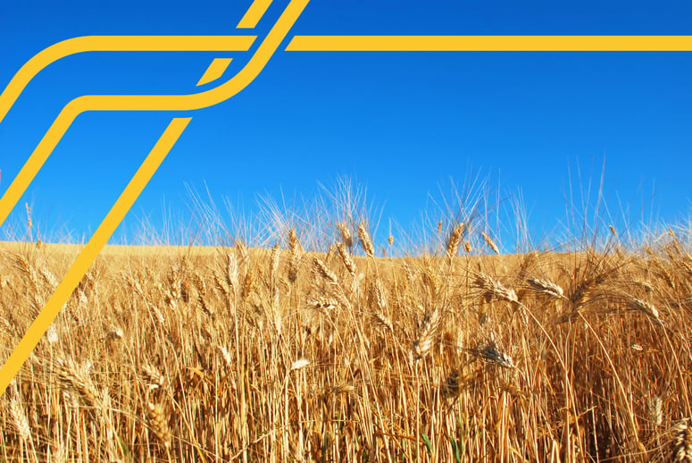 FTL-Wheat-Ukrain-image